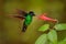 Tropic wildlife. Buff-winged starfrontlet, Coeligena lutetiae, hummingbird in the family Trochilidae, found in Colombia, Ecuador,