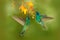 Tropic wildlife. Hummingbirds with orange flower. Two green birds Green Violet-ear, Colibri thalassinus, flying next to beautiful