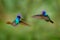 Tropic wildlife, two bird fly fight. Blue head hummingbird. Golden-tailed Sapphire, Chrysuronia oenone, Sumaco Napo-Galeras
