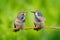 Tropic wildlife, two cute tinny birds. Bird with blue cheeks. Wildlife scene from Ecuador. Bird in nature. Hummingbirds Brown