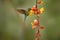 Tropic wildlife. Wild nature bird. Hummingbird Long-tailed Sylph, Aglaiocercus kingi with orange yellow flower. Hummingbird from