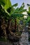 Tropical Abundance: Banana Plant with Growing Fruit