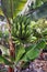 Tropical Abundance: Banana Plant with Growing Fruit