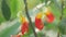 Tropical Africa common name Congo cockatoo bloom, simply parrot plant or parrot impatiens niamniamensis simply parrot