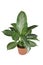 Tropical `Aglaonema Silver Bay` houseplant with silver pattern in flower pot on white background