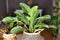 Tropical `Aglaonema Stripes` houseplant with long leaves with silver stripe pattern in basket pot