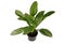 Tropical `Aglaonema Stripes` houseplant with long leaves with silver stripe pattern in flower pot on white background