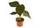 Tropical `Alocasia Wentii` houseplant with dark green leaves in flower pot on white background
