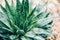 Tropical aloe banner with copy space. Green aloe vera plants. Nature farm garden for cosmetics ingredient. Herbal medicine for