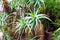 Tropical Aloe Plant in Garden Oasis