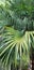 Tropical Anahaw or Saribus rotundifolius or fan palm
