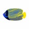 Tropical angelfish icon, cartoon style