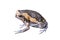 Tropical animal asian narrowmouth toads or amphibious  on white background with clipping path