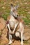 Tropical animal kangaroo