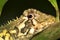 Tropical Anole Lizard, Napo River Basin, Amazonia, Ecuador