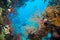 Tropical Anthias fish with net fire corals