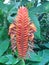 A tropical Aphelandra Deppeana flower