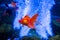 Tropical and aquarium goldfish in blue water.