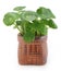 Tropical aquatic plant in pot