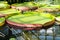 Tropical aquatic plants - giant water lily and Amazonian Victoria floating in greenhouse