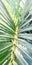 Tropical Areca Betel palm green leaves