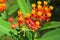 Tropical asclepias flowers in the garden