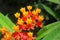 Tropical asclepias flowers in the garden