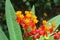 Tropical asclepias flowers in the garden