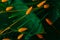 Tropical background with different types of tropical leaves decorated with orange lagurus grass.