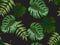 Tropical background with leaves, monstera flower