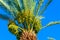 Tropical background. Palm tree.