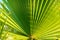 Tropical background. Palm tree leaf.