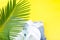 Tropical Background Palm Trees Branches with blurred Set of Woman\'s Things Accessories to Beach Season.