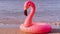Tropical background. Pink inflatable flamingo in blue ocean water for sea summer beach background. Minimal summer concept