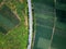 Tropical banana fields crossed with small rural roads