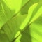 Tropical banana leaf with light. Abstract texture, natural exotic green background