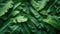 Tropical Banana Leaf Texture: A Stunningly Beautiful Background