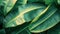 Tropical Banana Leaf Texture: A Stunningly Beautiful Background