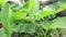 Tropical banana plant tree growing at a sea resort and green leaves are swinging in wind