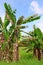 Tropical banana trees in Asian landscape