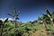 Tropical Banana Trees planted at the side of paddy field