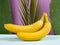 Tropical bananas on a background of palm branch and aloe