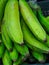 Tropical Bananas in Otavalo, Ecuador