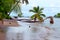 Tropical beach with curved coconut tree over the water