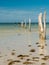 Tropical beach with high palm treespier poles into the sea with roosting birds