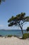 Tropical beach landscape with white sand, tree. Wallpaper, copy space