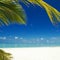 Tropical beach. Ocean and palmtrees background