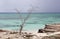 Tropical beach with old tree and seagulls. rocky shore with turquoise ocean