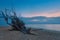 Tropical beach with old wood snag at sunset