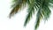 Tropical beach palm coconut leaves on white background